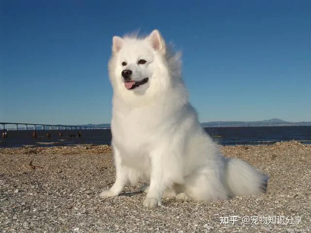 宠物狗品种大全 热门宠物排行,常见宠物犬20种,宠物狗品种大全!