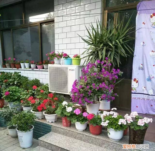 关于园艺的问题，园艺基本功：掌握住这5个要点，日常养花不再难
