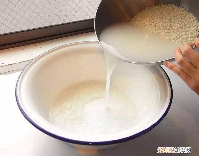 关于园艺的问题，园艺基本功：掌握住这5个要点，日常养花不再难