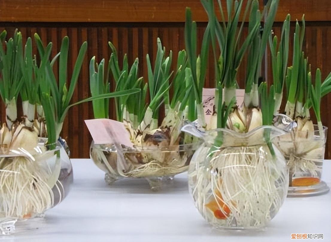 水仙花如何养殖方法，【养花知识营地】水仙花的养殖方法和注意事项