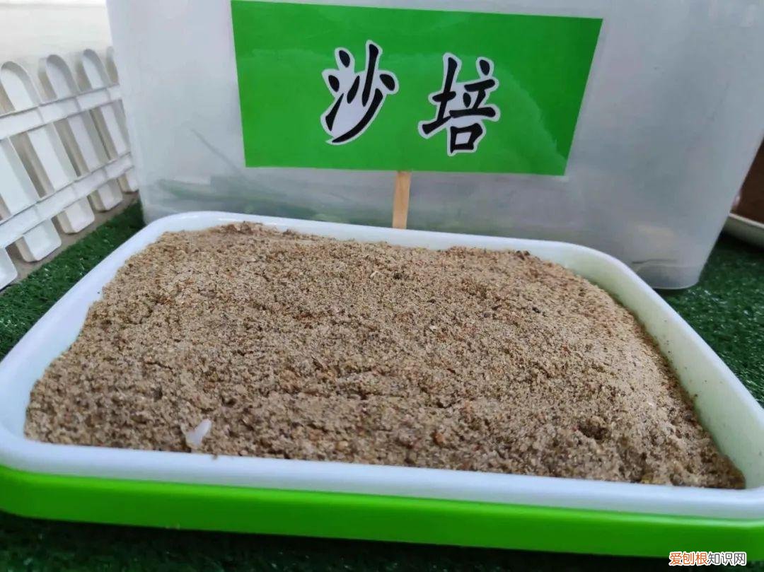 水仙花如何养殖方法，【养花知识营地】水仙花的养殖方法和注意事项