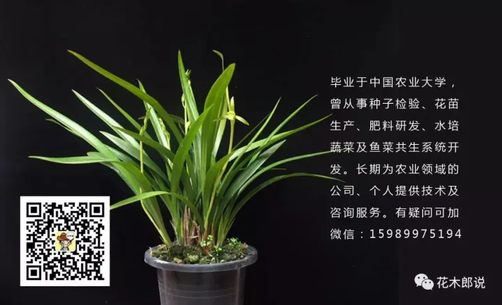 光照不足适合养什么植物图片，养花入门：正确分辨光照强弱，是你养好植物的前提
