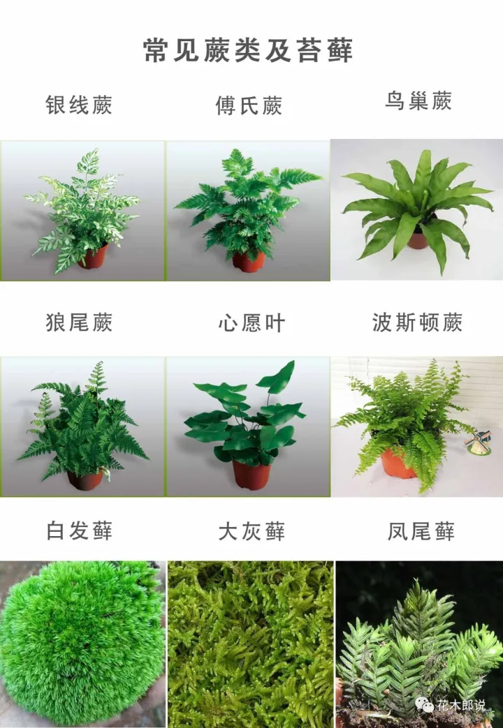 光照不足适合养什么植物图片，养花入门：正确分辨光照强弱，是你养好植物的前提