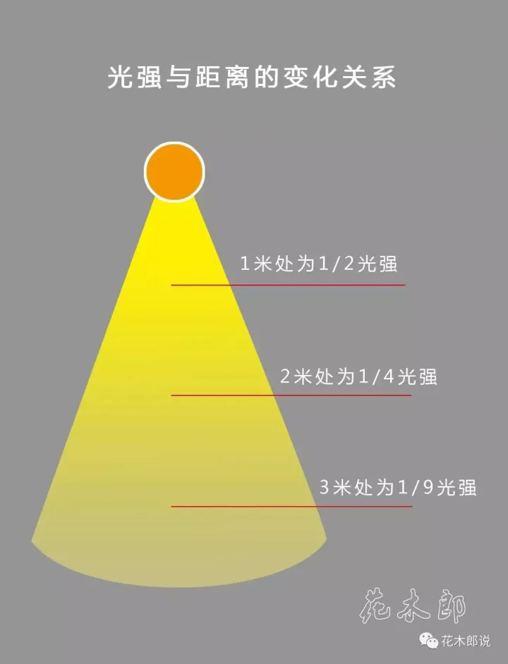 光照不足适合养什么植物图片，养花入门：正确分辨光照强弱，是你养好植物的前提