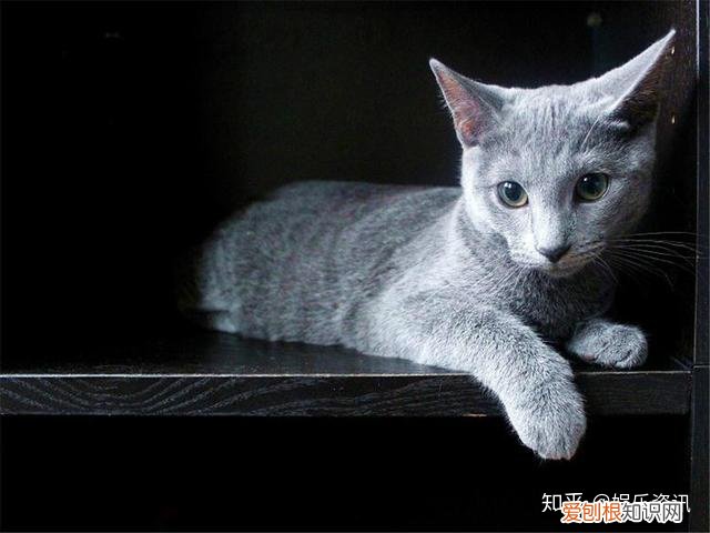 谷宝小知识：常见宠物猫大全：价格、分类、简介