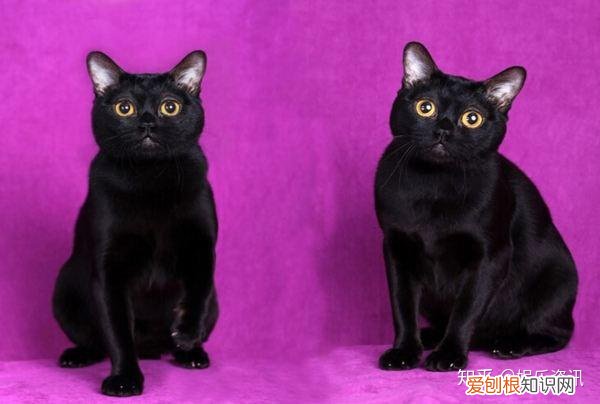 谷宝小知识：常见宠物猫大全：价格、分类、简介