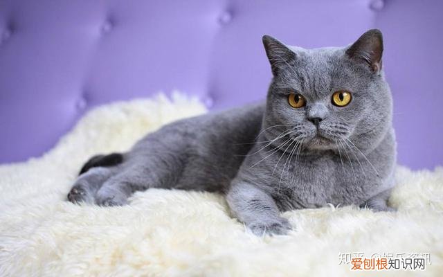 谷宝小知识：常见宠物猫大全：价格、分类、简介