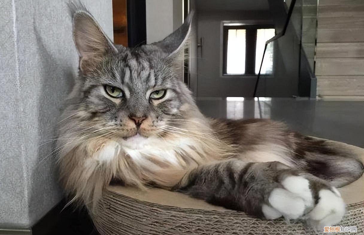猫猫的寿命有多少岁，常见的18种宠物猫，性格、价钱和寿命一览