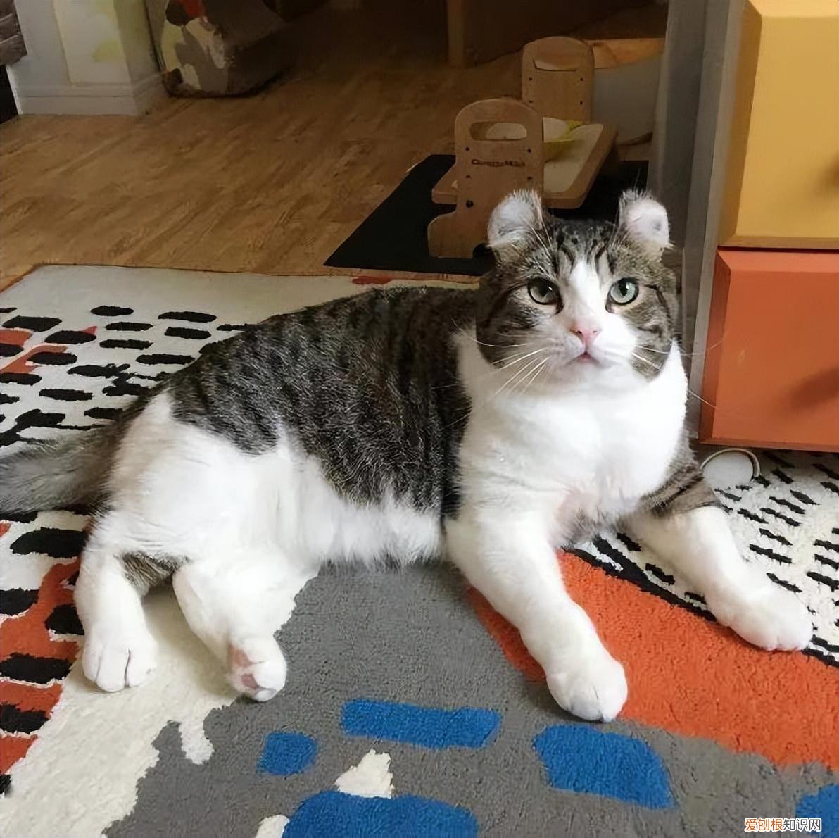 猫猫的寿命有多少岁，常见的18种宠物猫，性格、价钱和寿命一览