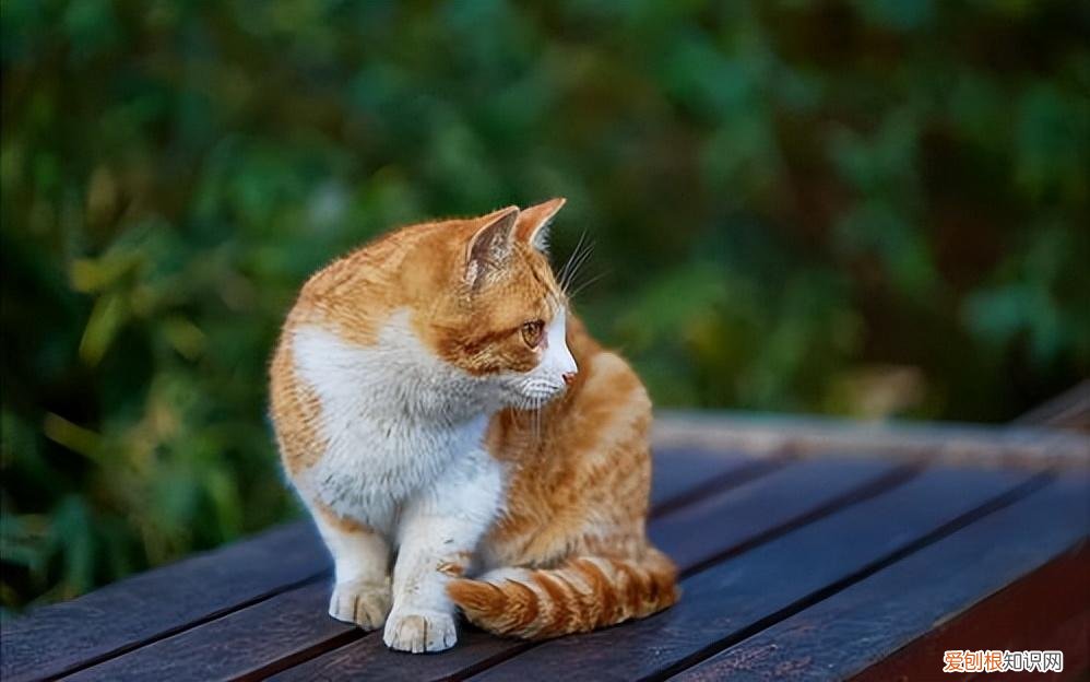 猫猫的寿命有多少岁，常见的18种宠物猫，性格、价钱和寿命一览
