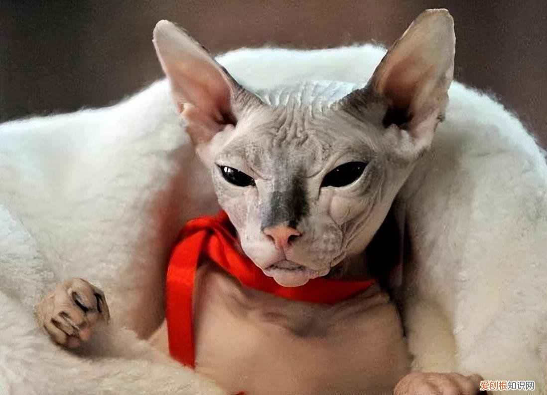 猫猫的寿命有多少岁，常见的18种宠物猫，性格、价钱和寿命一览