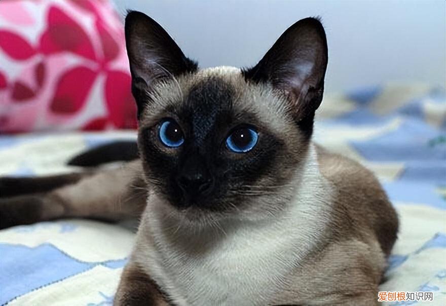 猫猫的寿命有多少岁，常见的18种宠物猫，性格、价钱和寿命一览