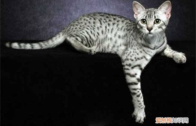 各种宠物猫的价格表，常见宠物猫大全：价格、分类、简介