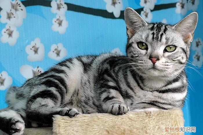 各种宠物猫的价格表，常见宠物猫大全：价格、分类、简介