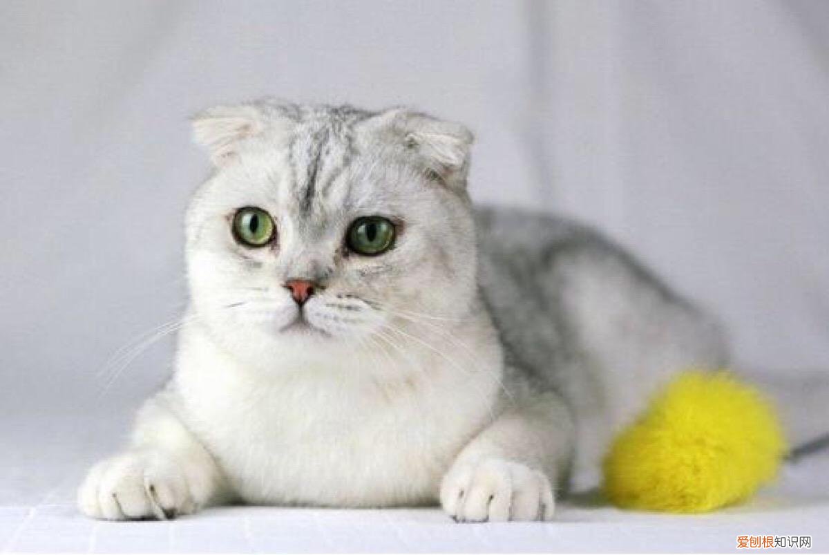 各种宠物猫的价格表，常见宠物猫大全：价格、分类、简介
