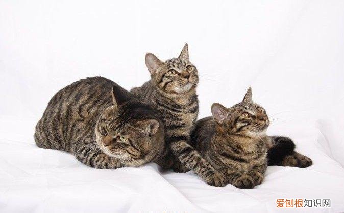 各种宠物猫的价格表，常见宠物猫大全：价格、分类、简介