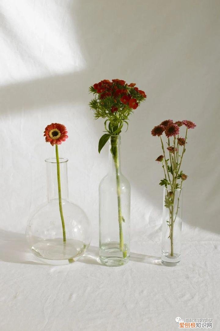 花材的认识与养护教案，花材日常养护小知识