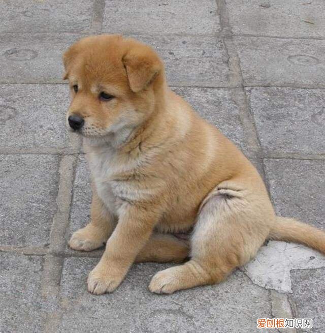 各犬种价格表，常见宠物狗大全：品种，简介，价格