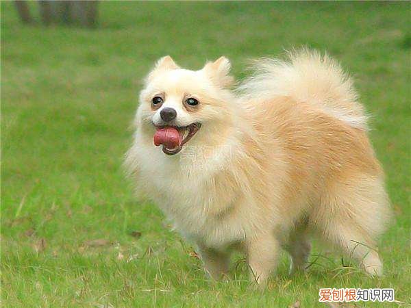 各犬种价格表，常见宠物狗大全：品种，简介，价格