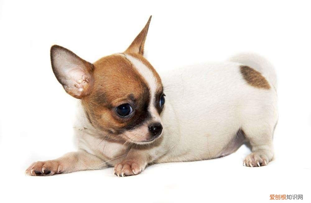 各犬种价格表，常见宠物狗大全：品种，简介，价格