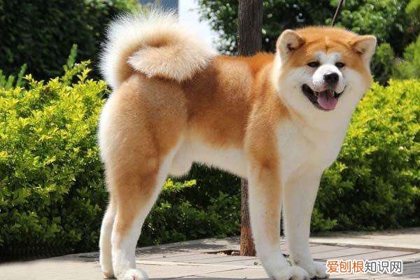 各犬种价格表，常见宠物狗大全：品种，简介，价格