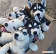 各犬种价格表，常见宠物狗大全：品种，简介，价格