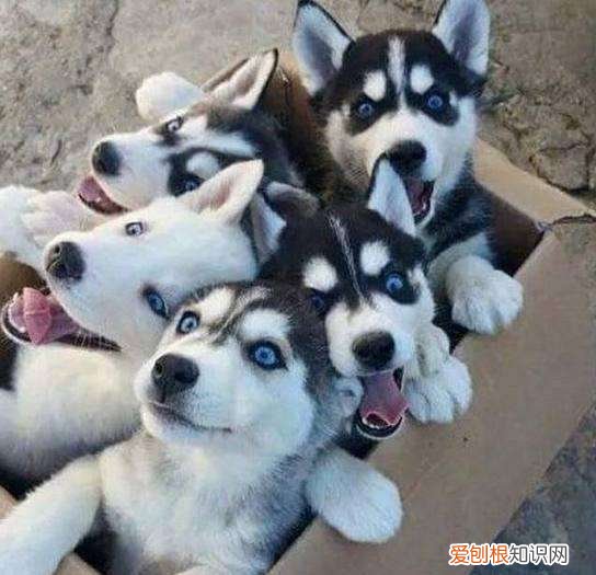 各犬种价格表，常见宠物狗大全：品种，简介，价格