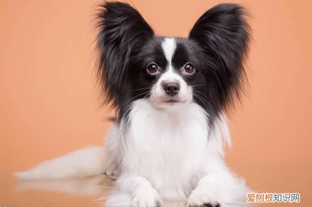 各犬种价格表，常见宠物狗大全：品种，简介，价格