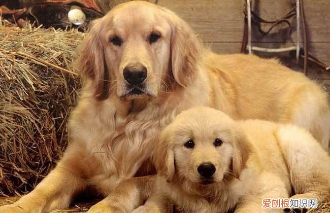 各犬种价格表，常见宠物狗大全：品种，简介，价格
