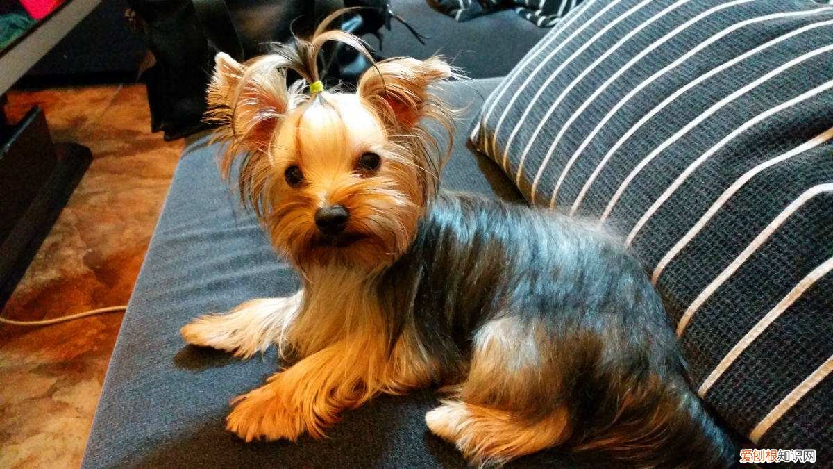 各犬种价格表，常见宠物狗大全：品种，简介，价格