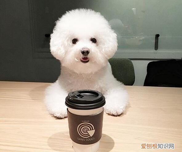 各犬种价格表，常见宠物狗大全：品种，简介，价格