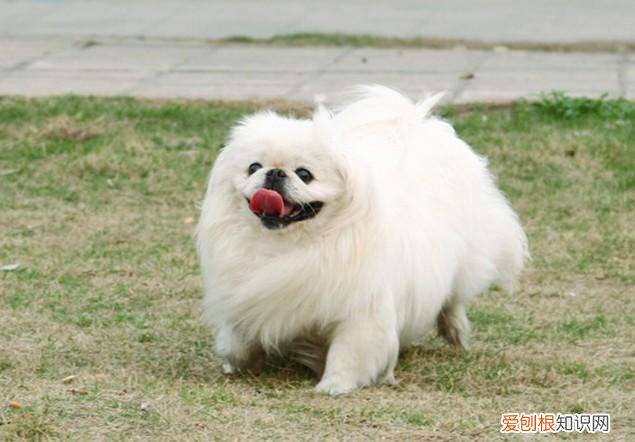 各犬种价格表，常见宠物狗大全：品种，简介，价格