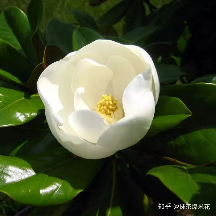 14 栀子花是水养还是土养，【养花必看】园艺小知识——喜酸植物配土，栀子、茶花、杜鹃等必看！