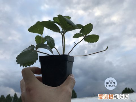 14 栀子花是水养还是土养，【养花必看】园艺小知识——喜酸植物配土，栀子、茶花、杜鹃等必看！