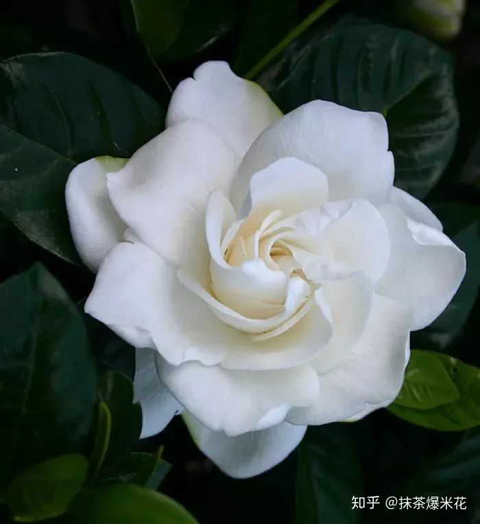 14 栀子花是水养还是土养，【养花必看】园艺小知识——喜酸植物配土，栀子、茶花、杜鹃等必看！