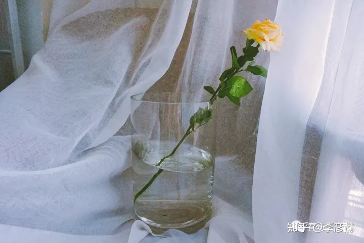 鲜花养护小技巧,鲜花养护小知识