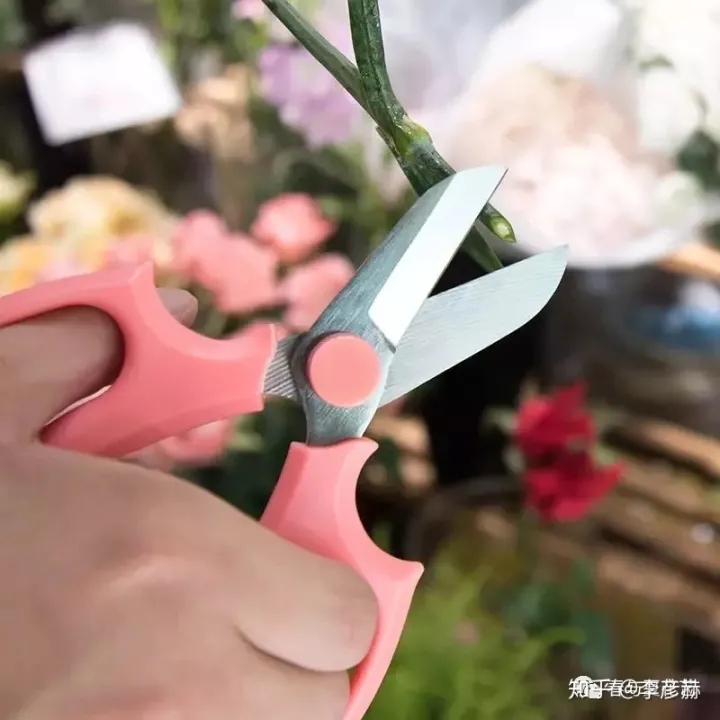 鲜花养护小技巧,鲜花养护小知识