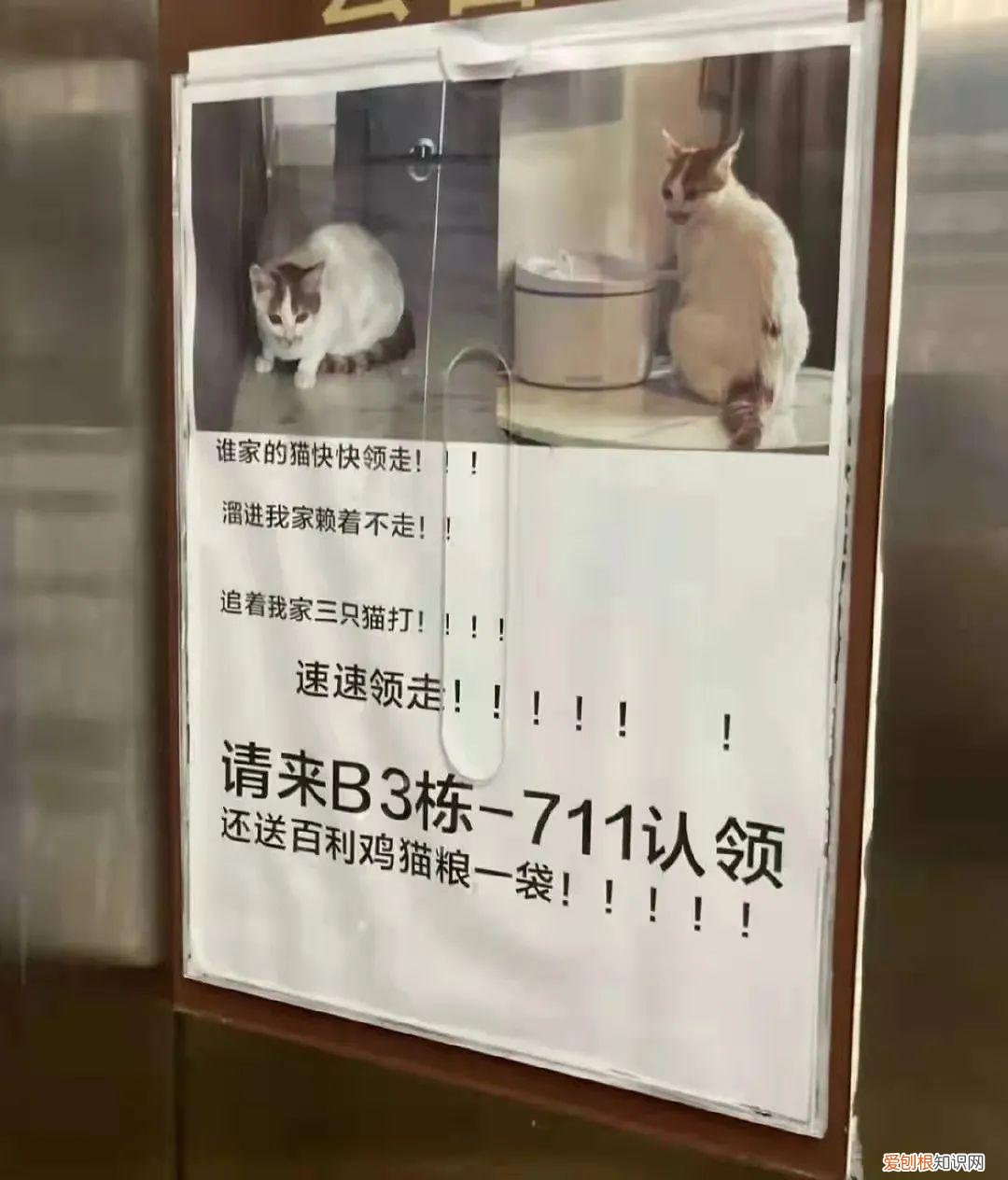 猫知道自己做错事情了吗，猫猫做错了什么，要贴标语警告？