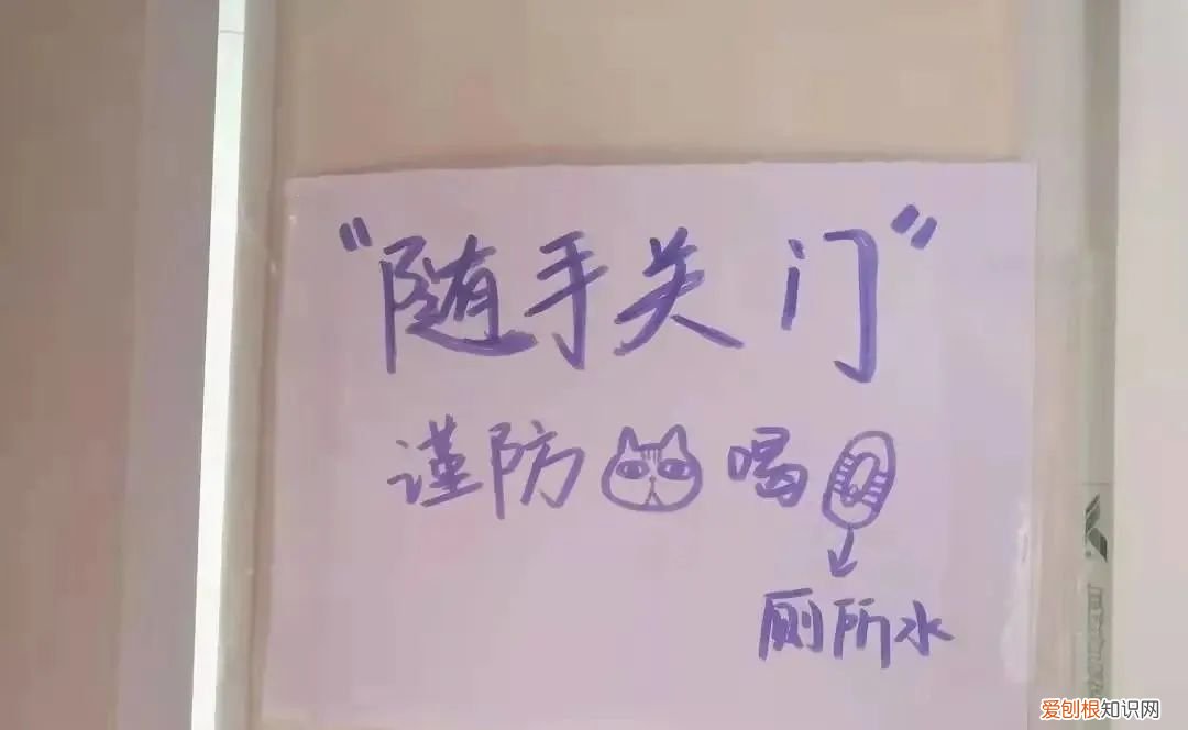 猫知道自己做错事情了吗，猫猫做错了什么，要贴标语警告？