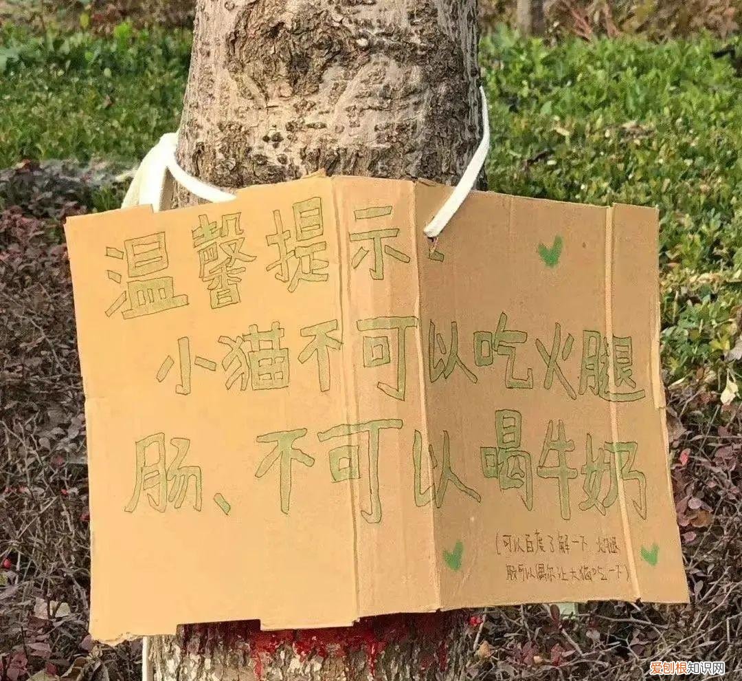 猫知道自己做错事情了吗，猫猫做错了什么，要贴标语警告？