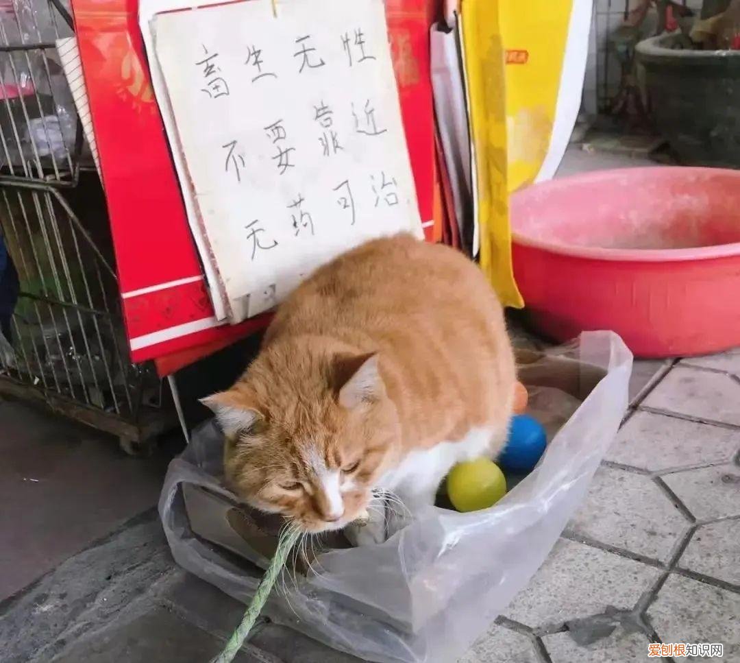 猫知道自己做错事情了吗，猫猫做错了什么，要贴标语警告？