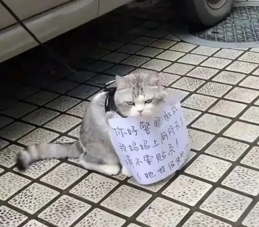 猫知道自己做错事情了吗，猫猫做错了什么，要贴标语警告？