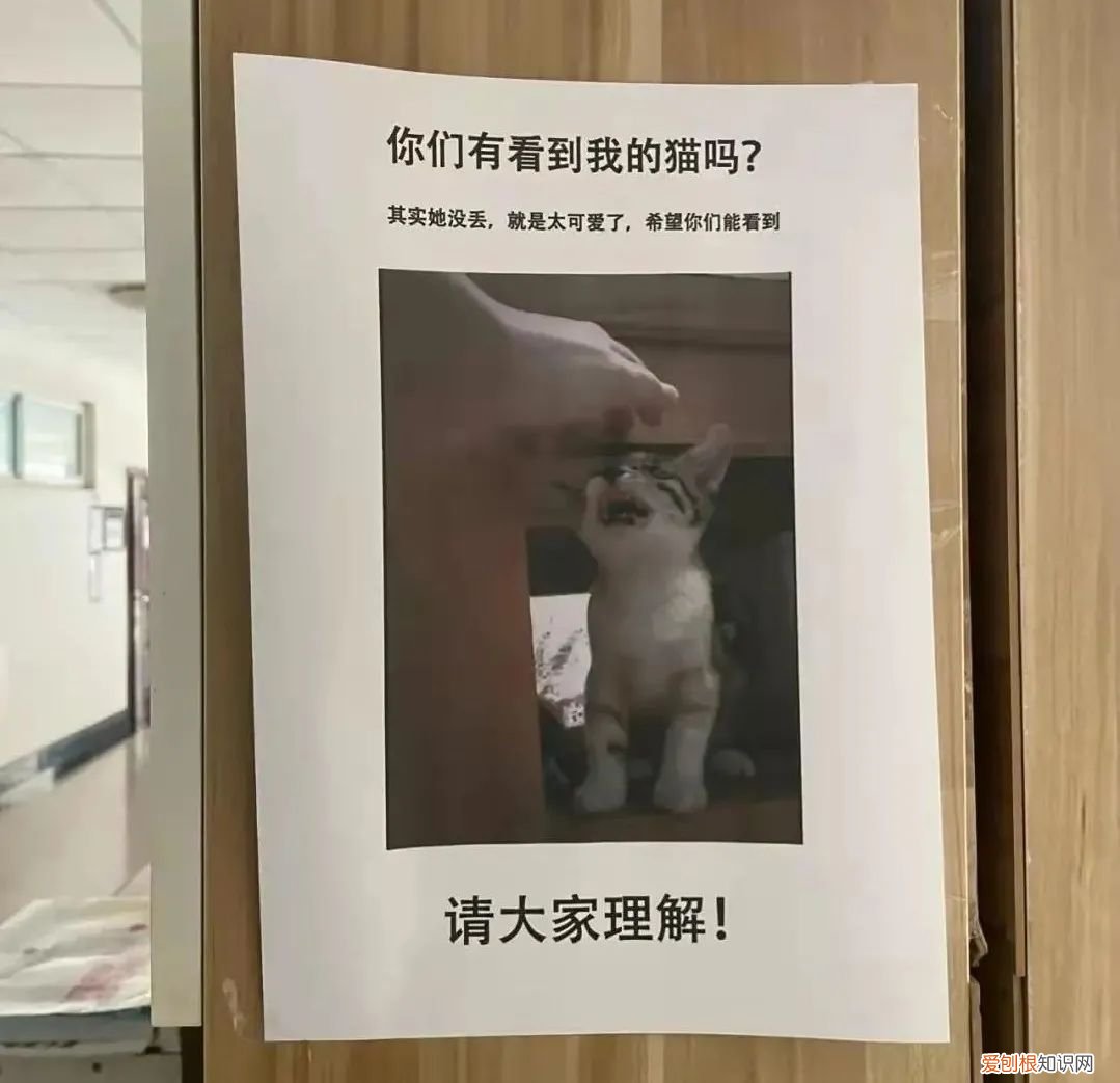猫知道自己做错事情了吗，猫猫做错了什么，要贴标语警告？