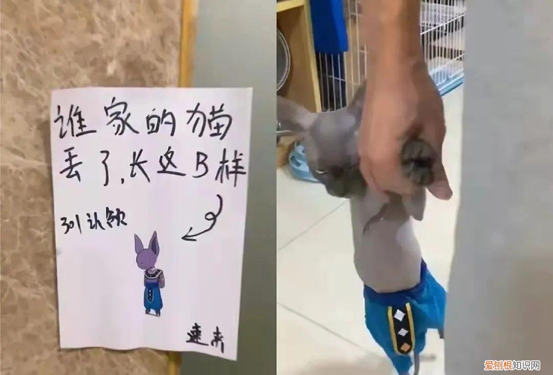 猫知道自己做错事情了吗，猫猫做错了什么，要贴标语警告？