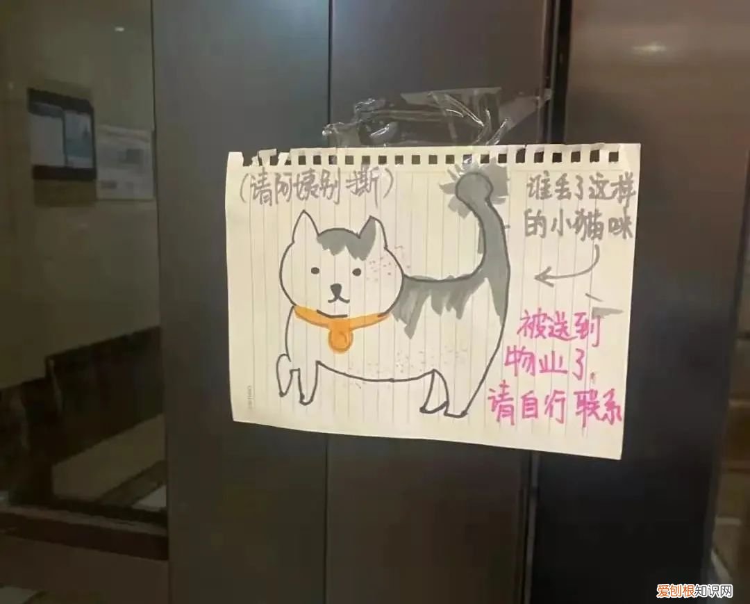 猫知道自己做错事情了吗，猫猫做错了什么，要贴标语警告？