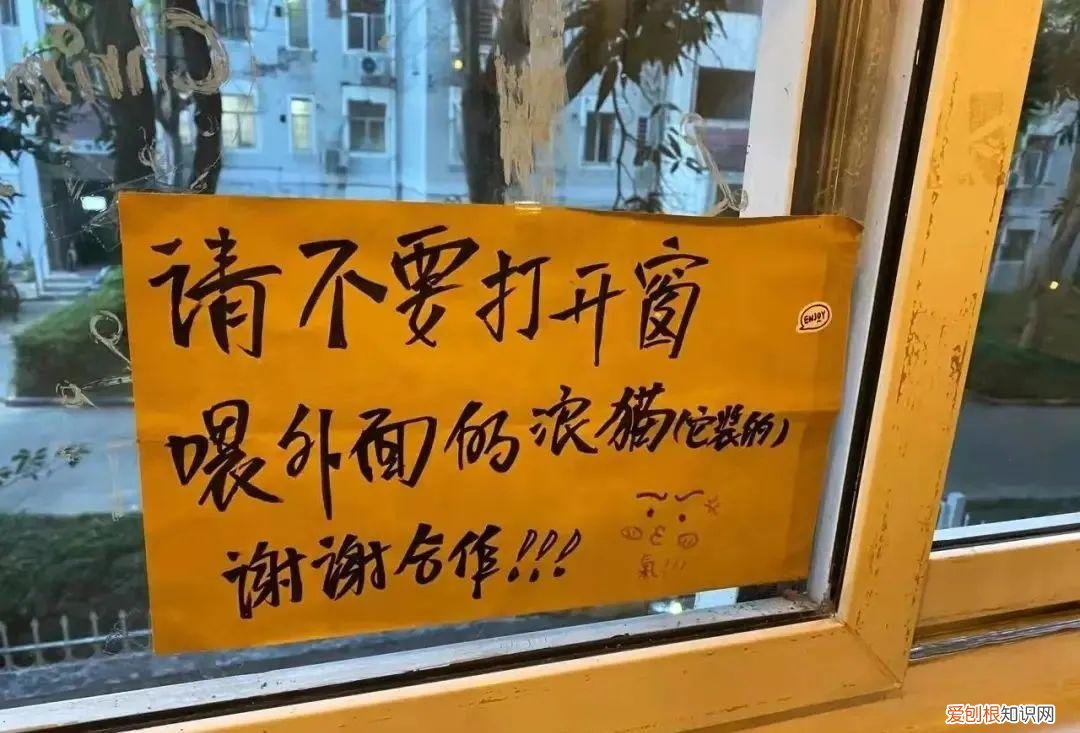 猫知道自己做错事情了吗，猫猫做错了什么，要贴标语警告？