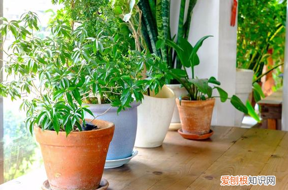 养花教程视频大全，养花有哪些注意事项？掌握5点细节处理，不愁学不会养好花