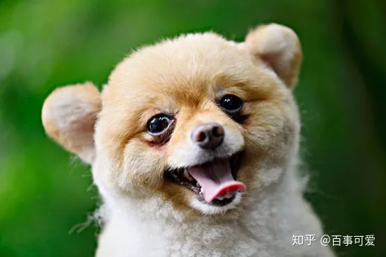 什么是萌宠自媒体账号，自媒体宠物领域好做吗，怎么做？