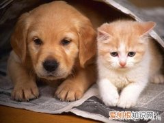 宠物自媒体赚钱吗知乎，宠物领域的自媒体怎么做？有4种变现途径！