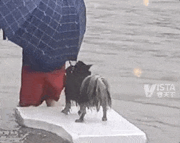 和他在雨中救小狗 暴雨中主人带狗狗撤离的瞬间！都要平平安安！